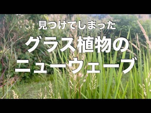 ウォルジースト 植物