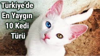 Türkiye’de En Yaygın 10 Kedi Türü