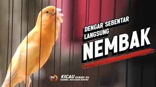 Download lagu #007 Suara Burung KENARI GACOR PANJANG Emosi Cuit Cuit NGEROL Cocok utk Masteran Murai Batu mp3