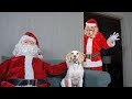 Dogs vs Good/Bad Santa Prank: Funny Dogs Maymo, Penny & Potpie