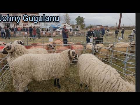 Expoziție de ovine la Caransebes, Banatul montan.