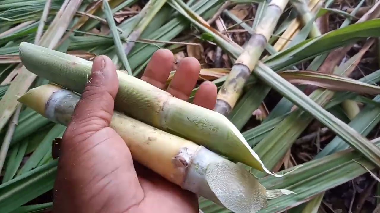 vocês deveriam conhecer essas variedade de cana -de-açucar