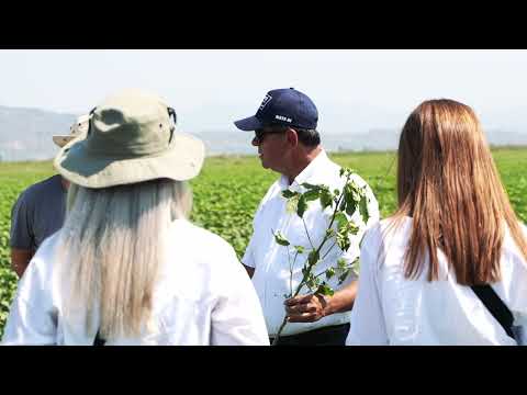 Pamuk Bitkisinde Kontaminasyon