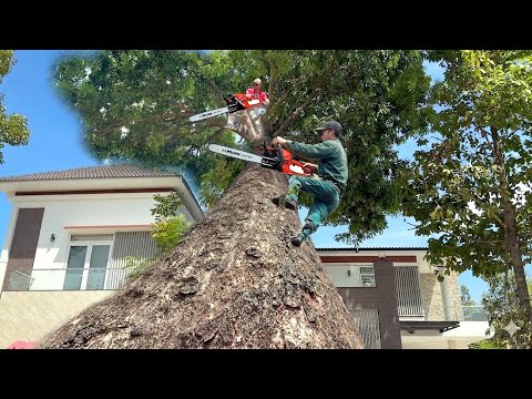 It is dangerous to cut down a mahogany tree that could fall onto a house with windows.