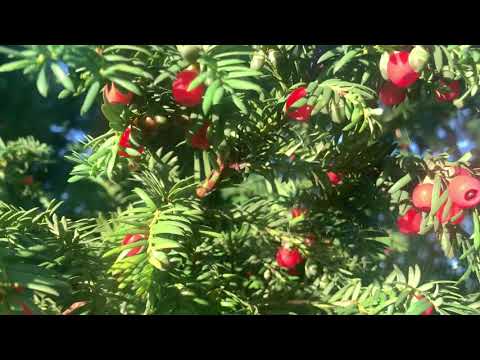 Taxus baccata British yew Tree with Poisonous Berry Fruits