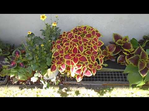 download lagu mp3 mp4 Nettel Flame, download mp3 Nettel Flame free download, download mp3 Nettel Flame