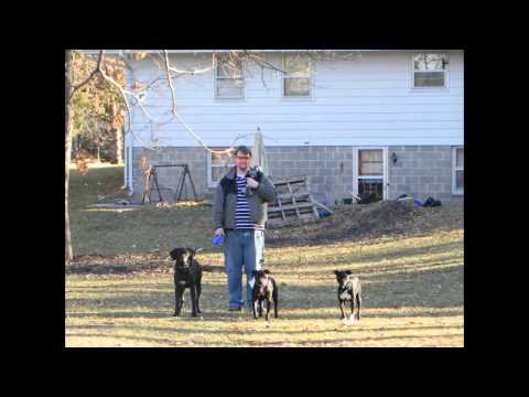 Kimono, an adopted American Staffordshire Terrier in Minneapolis, MN_image-1