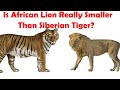 Siberian Tiger VS African Lion Actual Size Comparison - Siberian Tiger VS African Lion Size Expose