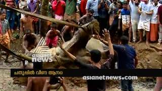 Elephant stuck in mud at Pathanamthitta, rescued