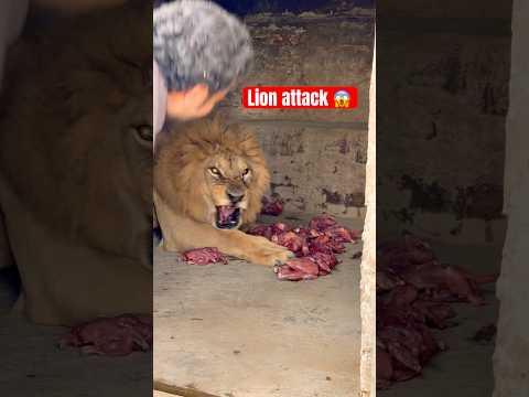 Hungry lion attack 😱😡 #tigerspotted #wildcats #lionnation #bigcats #largecats  #wildliferescue 😡