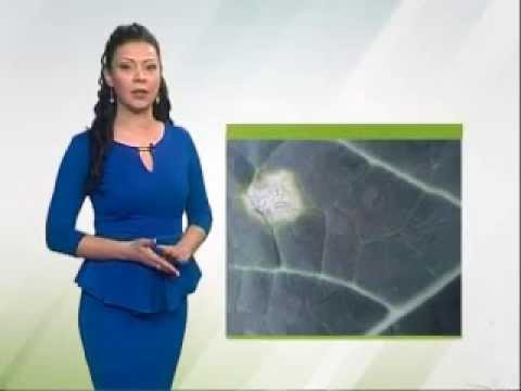 Zelena prognoza 2.3.2015. - Stanje u usevima uljane repice