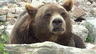 preview picture of video 'Le grizzly   Zoo de St Félicien   Québec Canada'