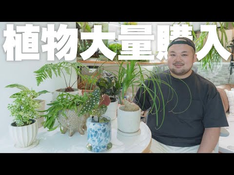 Calocedrus decurrens