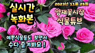 2023년 11월 25일 랜선으로 예쁜식물 구경하면서 수다즐겨봐요. #양재꽃시장 #식물튜브 #식물아빠