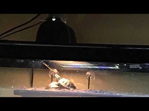 *New* 75 Gallon Turtle Tank Setup