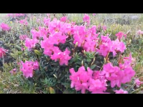 MUNTII BUCEGI(PICIORUL PIETREI ARSE, 20 IUNIE 2020)