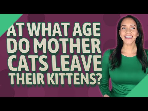 At what age do mother cats leave their kittens?