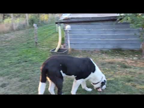 Nr.12  Owczarek środkowoazjatycki  CAO  Część1 Ostatni kęs ( czytaj opis)