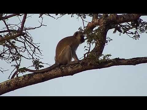 Djuma: Vervet Monkeys in tree-Pt:1 - 08:10 - 06/02/21