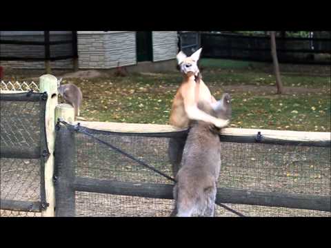 Wallaby vs Kangaroo at Grant's Farm