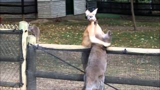 preview picture of video 'Wallaby vs Kangaroo at Grant's Farm'