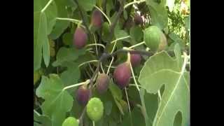 preview picture of video 'Инжир (fig tree) г.Шебекино Белгородская область Россия'
