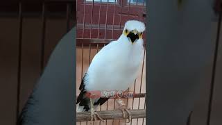 Download lagu ISTIMEWA,JALAK PUTIH PALING BAGUS SE INDONESIA mp3 Download lagu ISTIMEWA,JALAK PUTIH PALING BAGUS SE INDONESIA mp3