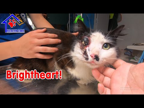 Blind cat can see her life by only one eye – Saving poor cat : Brightheart!