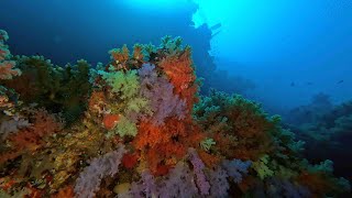 2023 Bandos 06 Diving Maldives Rainbow Giri HP Reef North Male Atoll HD