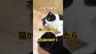 it's a cat.猫です！猫の気持ち。#animals #shortvideo #保護猫 #猫のいる暮らし #ねこのいる生活 #cute #comedy #多頭飼い #黒猫