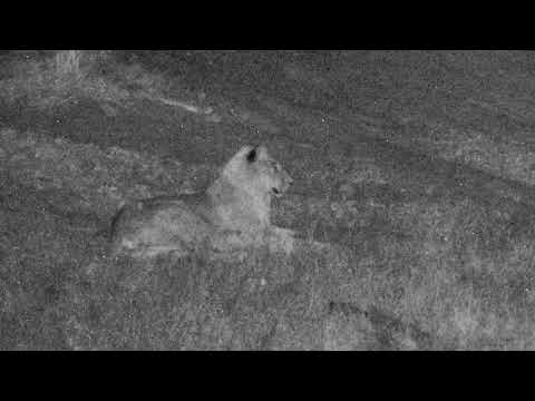 Djuma Private Game Reserve Live Stream - Nkuhuma Pride March 6, 2018