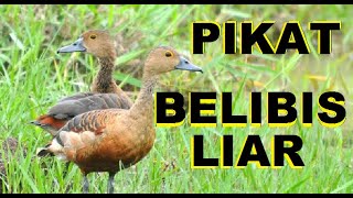 Download lagu Suara pikat burung Blibis /Mliwis. suara pikat blibis pemikat ampuh untuk panggil burung liar mp3 Download lagu Suara pikat burung Blibis /Mliwis. suara pikat blibis pemikat ampuh untuk panggil burung liar mp3