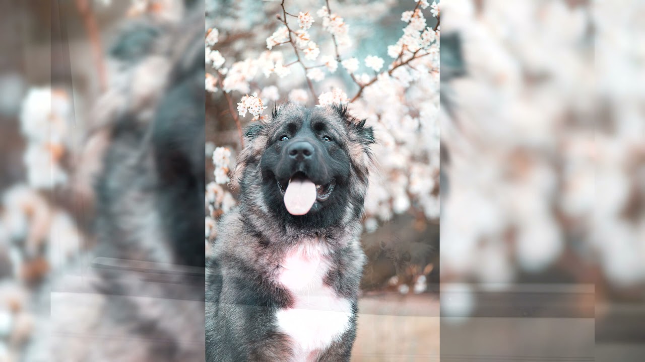 Cane da pastore del Caucaso. Pro e Contro, Prezzo, Come scegliere, Fatti, Cura, Storia
