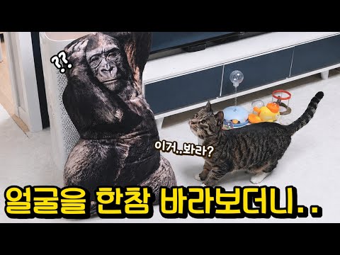 갑자기 다가온 고양이의 기막힌 행동에 집사들 충격 : 선물할 인형 포장하려다 생긴 일