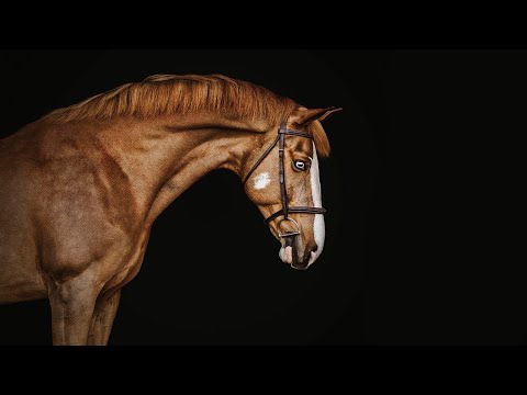One Of The Girls [LIBERTO Remix] || Equestrian Remix Music Video