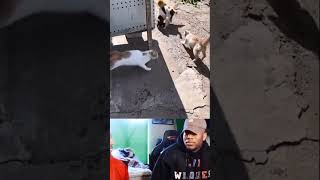 Download lagu 3 Kucing VS 1 Anjing #shorts #kucing #anjing mp3