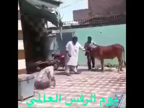 اليوم العالمي للرفس فقط للترفيه على زوارنا الأعزاء