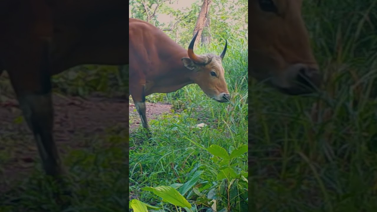 Wildlife in Cambodia