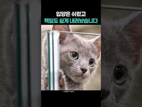 입양은 쉬웠고 책임도 쉽게 내려놨습니다