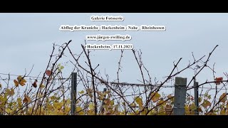 Galerie Fotoserie Abflug der Kraniche Hackenheim Nahe Rheinhessen