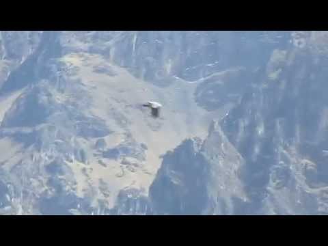 Andean Condor flies over southern Peru's Colca Canyon - September 18, 2014
