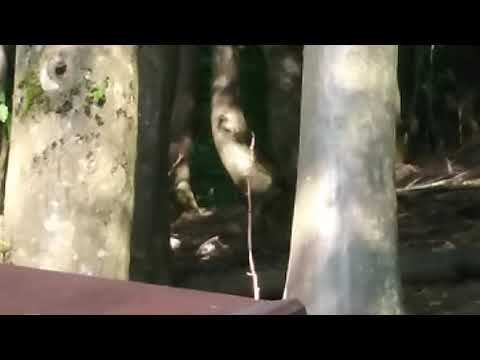 Casa Someșeană, Gâlgău