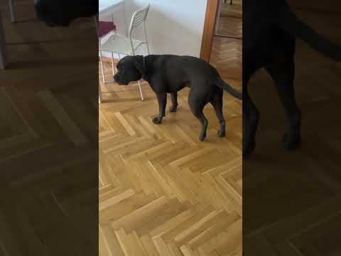 Pomohli ste Lole chodiť bez bolesti