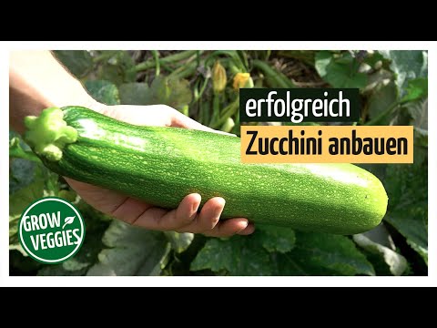 , title : 'Zucchini erfolgreich anbauen | Gemüseanbau im Garten @Gartengemüsekiosk ​'