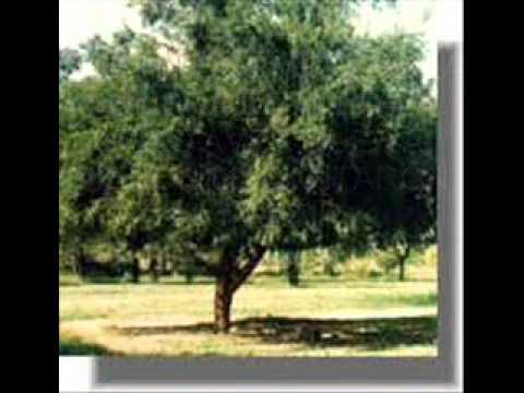 TAMARA CASTRO ZAMBA PARA MI TRISTEZA CON LETRA