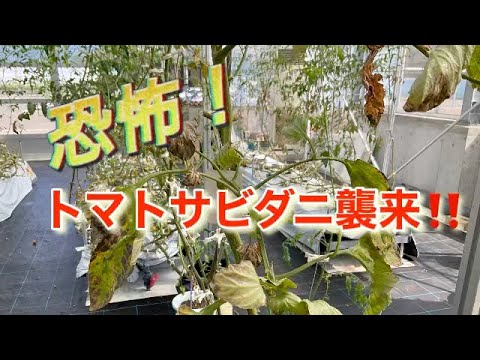 重炭酸ナトリウムによるトマトの疫病の治療。庭での白い粉の10の使い方  庭園