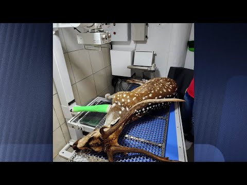 Cervo exótico encontrado em Ibirama teve fratura após ser atacado por cães