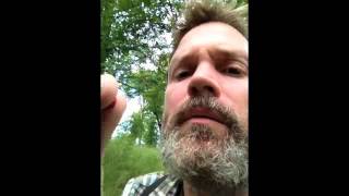 Wild Strawberries of Sweden