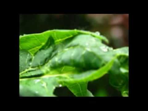 Rabindra Sangeet Borisho Dhora Majhe - Srabani Sen