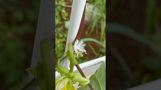 何！？謎のふわふわ虫！？